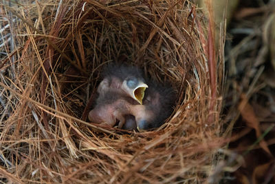 High angle view of bird in nest