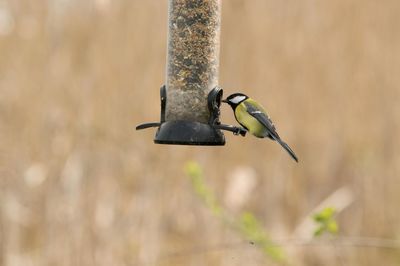 Close-up of bird perching on wooden post
