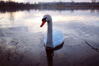 Swan swimming in lake