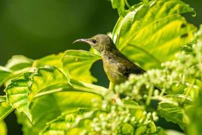 Close-up of bird perching on plant