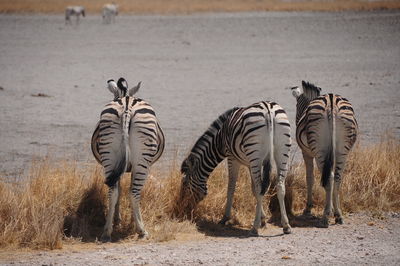 Zebras on field