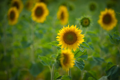 Close-up of yellow flowering plant on field