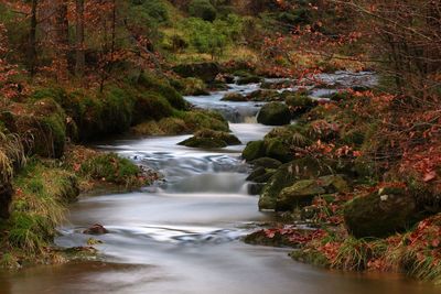 Stream flowing in forest during autumn