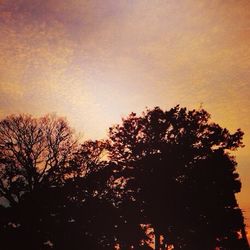 Silhouette of trees at sunset