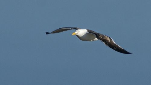 Low angle view of seagull flying against clear sky