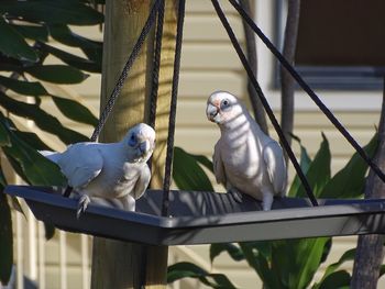 Birds perching on metal in cage