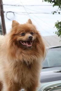 Dog looking away while sitting in car