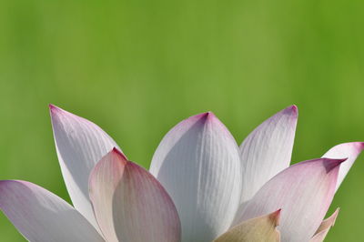 Close-up of lotus water lily