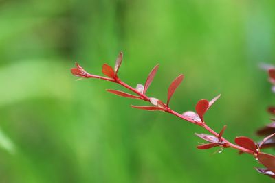 Close-up of red flowering plant