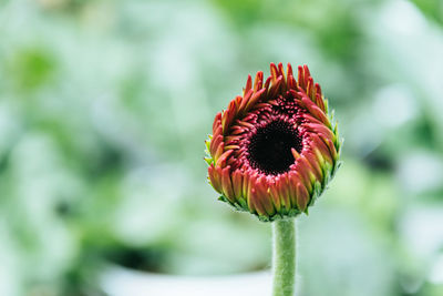 Close-up of red flower