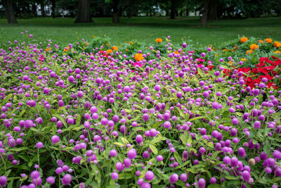 Purple flowering plants in park