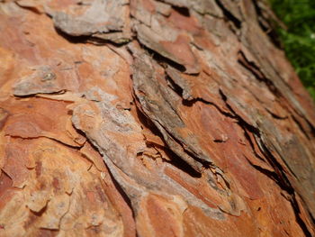 Full frame shot of tree trunk