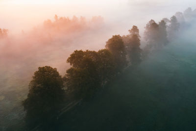 Scenic view of trees against sky