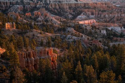 View of autumn trees on landscape