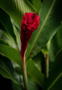 Close-up of red rose