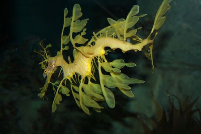 Close-up of yellow fish swimming in sea