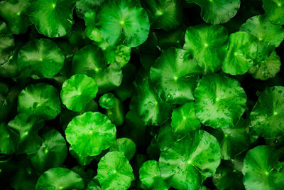 Full frame shot of fresh green leaves