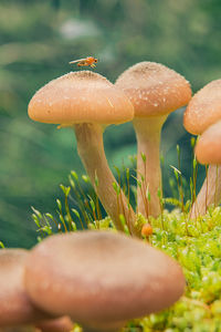 Close-up of mushroom growing on field