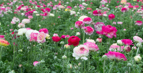 Close-up of pink roses in garden