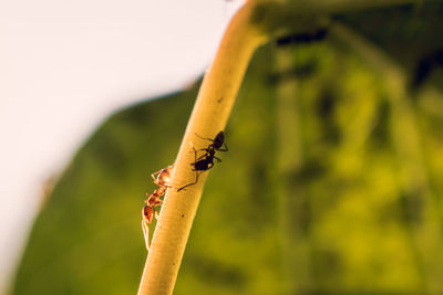 Close-up of insect