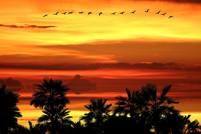 Silhouette birds flying against orange sky