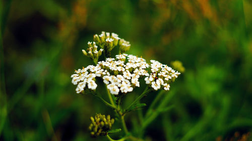 Close-up of white flowering plant