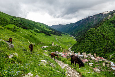 Horses grazing on field