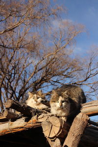 Cat on a tree