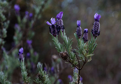 Close-up of purple flowering plant