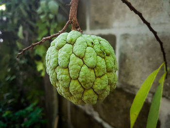 Close-up of strawberry hanging on plant