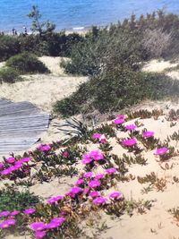 View of flowers growing in sea