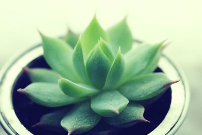 Close-up of potted succulent plant against white background