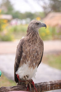 Close-up of bird perching on wooden post