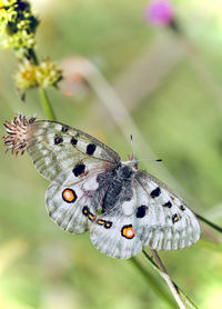 Close-up of butterfly on plant