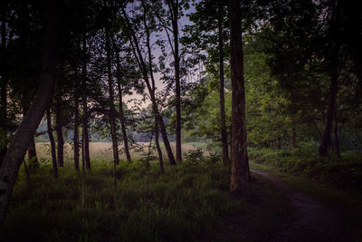 Trees growing in forest during sunset