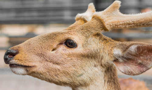 Close-up of deer