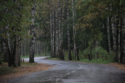 Road amidst trees in forest
