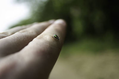 Close-up of insect on hand