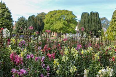 Close-up of fresh pink flowering plants and trees on field against sky