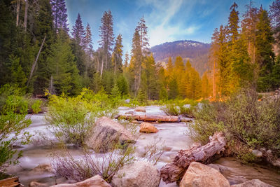 River amidst trees in forest against sky