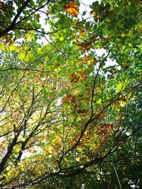 Low angle view of tree against sky