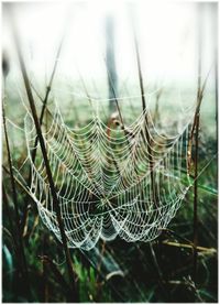 Close-up of spider web