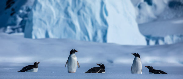 Flock of birds on snow