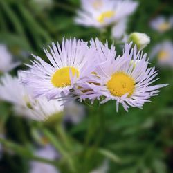 Close-up of yellow flower