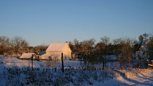 Bare trees on field against clear sky during winter
