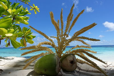 Close-up of plant on beach against sky