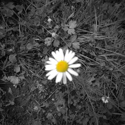 Close-up of white daisy flowers blooming in field