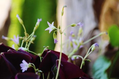 Close-up of purple flowering plant