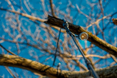 Low angle view of tree against blue sky