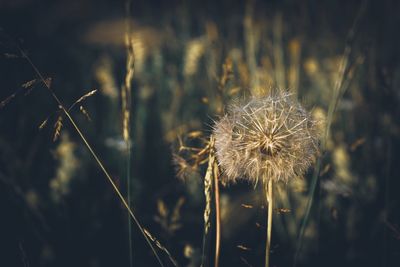 Close-up of wilted dandelion on field